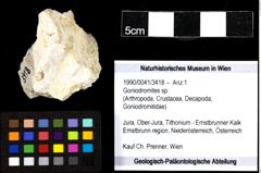 Foto (Objekt + Etiketten) von Goniodromites sp. 